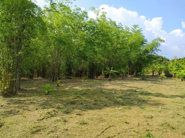 ที่ดิน 3 ไร่ 3 งาน 36 ตร.วา ห่างถนน 1317 100 เมตร สนใจ 0877254514