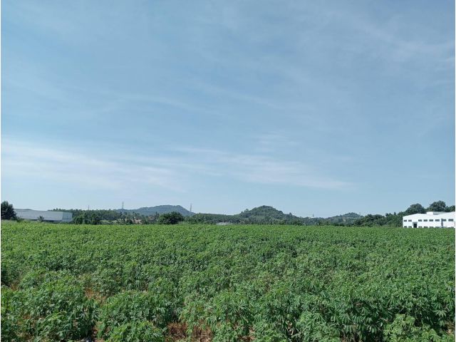 ขายที่ดินบ่อวิน ชลบุรี 84 ไร่ 2งาน 83ตร.ว ติดทางหลวงสาย 331 ใกล้นิคมอุตสาหกรรม WHA  ชลบุรี 1