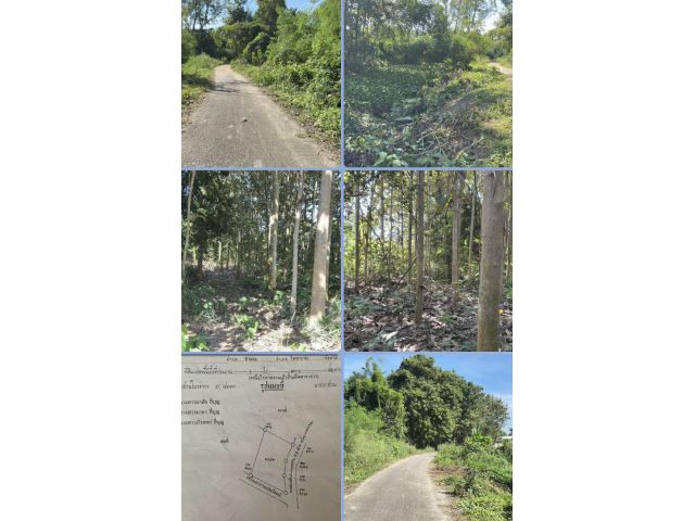 ที่ดินสวนไม้สักทอง