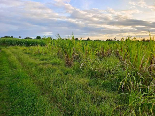 ขายที่ดินเปล่า 5-3-46 ไร่ ทำเลดีมาก ใกล้ถนนแสงชูโต เพียง 150 เมตร - วังศาลา ท่าม่วง กาญจนบุรี