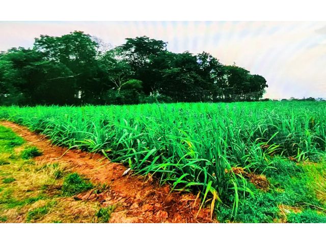 ขายที่ดินโฉนด ครุฑแดง 7 ไร่กว่าราคาไร่ละ 230000 บาท ต.รางสาลี่ อ.ท่าม่วง จ.กาญจนบุรี