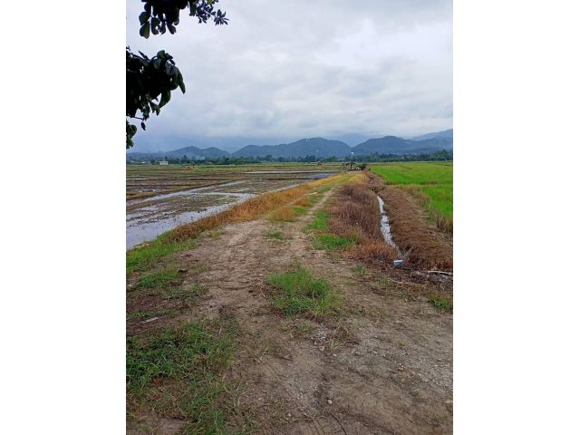 ขายที่ดินแปลงนา แม่อาย เชียงใหม่ 10 ไร่ เพียงไร่ละ 250,000 ห่างถนนหลัก กิโลเศษ แปลงติดทางสาธารณะ