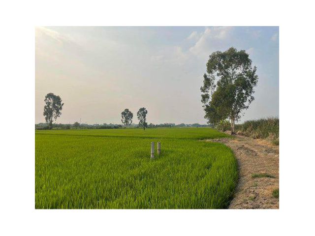 ขายที่ดิน 8 ไร่ ต.หนองเพรางาย อ.ไทรน้อย จ.นนทบุรี