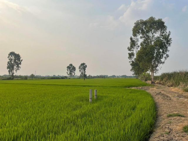 ขายที่ดิน 8 ไร่ ต.หนองเพรางาย อ.ไทรน้อย จ.นนทบุรี