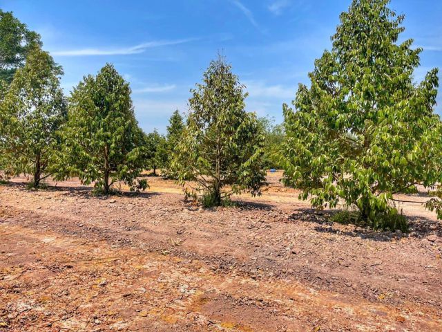 ขายสวนทุเรียน 34 ไร่ ถนนสุขุมวิท ต.นายายอาม อ.นายายอาม จ.จันทบุรี