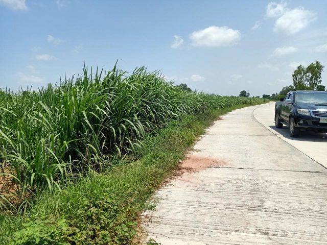 ขายที่ดินไร่อ้อย 147 ไร่ ติดถนนคอนกรีต ใกล้หมู่บ้าน ใกล้ทางเลี่ยงบ้านไผ่-บรบือ ขอนแก่น