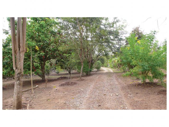 ที่ดินติดริมโขง