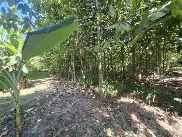 ขายที่ดิน 11 ไร่ ปลูกไม้ป่าทั้งแปลง 3 พันต้น ต้นยางนา ต้นสัก ต้นมะฮอกกานี ฯลฯ ต้องการขายด่วนลดเหลือ 2.8 ล้าน