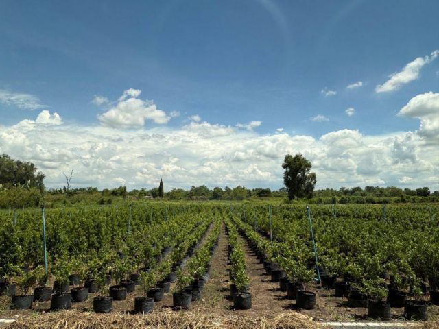 ขายที่ดิน 1 ไร่ คลอง 12 เพียง 1.4 ล้านบาท เหมาะทำเกษตร หรือ ซื้อเก็บไว้ลงทุน ใกล้เทศบาลเมืองสนั่นรักษ์ ธัญบุรี ปทุมธานี