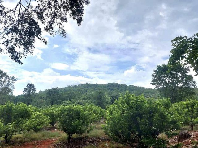 ขายที่ดินปากช่อง บรรยากาศวิถีเกษตรแท้ ใกล้ธรรมชาติ