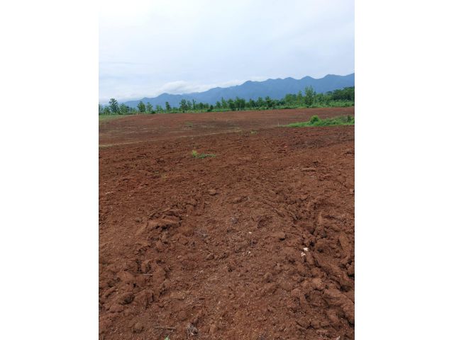 ขายที่ดินโฉนด จำนวน 13 ไร่กว่า ต.ห้วยใหญ่ อ.เมืองเพชรบูรณ์