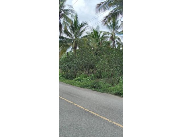 L1069 ขายที่ดินสวนมะพร้าวน้ำหอม 3 ไร่ อัมพวา สมุทรสงคราม