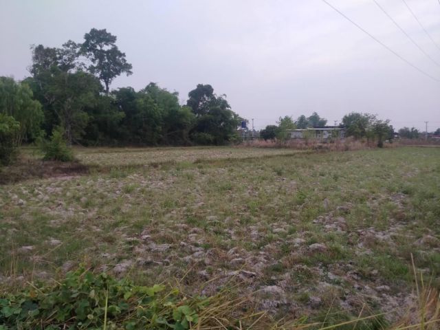 L1074 ขายที่นา ใกล้ตัวอำเภอกันทรารมย์ 4 ไร่ ศรีสะเกษ