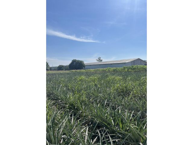 ขายที่คลองกิ่ว 22 ไร่ ไกล้วัดหลวงปู่ฮก