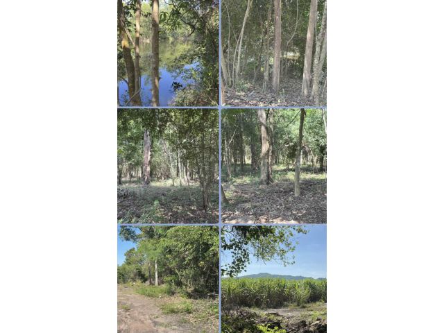 ที่ดินสวนป่า