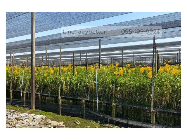 ขาย ที่ดิน กำแพงแสน นครปฐม เนื้อที่ 54ไร่ พร้อมสวนกล้วยไม้ สามารถทำธุรกิจต่อได้เลย