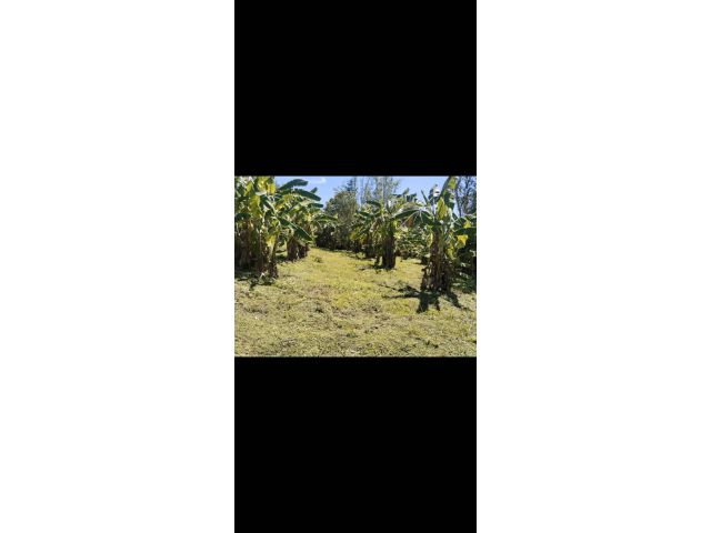 ที่สวยติดถนนทางหลวงเชียงคาน 50 ไร่ โฉนด พร้อมสวนสัก สวนผลไม้ ไร่ละ 1400000 ขายยกแปลง ทำเลดีมากเหมาะกับธุรกิจ