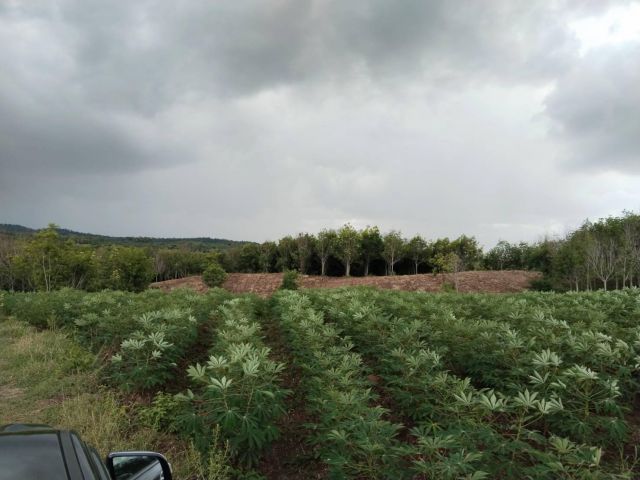 สปก จ.เลย 170 ไร่ๆละ90000 เหมาะกับการเกษตร