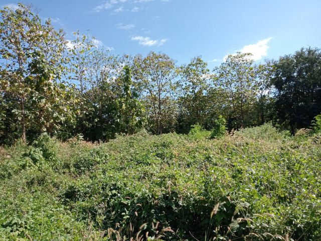 ที่ดินทำเลดี ถมแล้ว ไฟผ่านพร้อมสร้างบ้าน 1 งาน69 ตรว โฉนด 550000