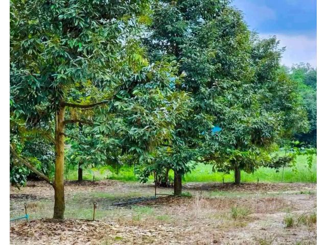 สวนทุเรียน​