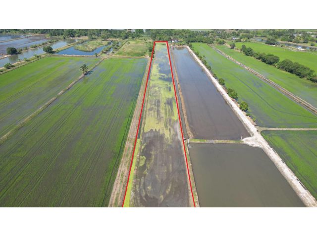 ขายที่ดิน 10 ไร่ 200 ตรว. แขวงขุมทอง เขตลาดกระบัง กรุงเทพมหานคร