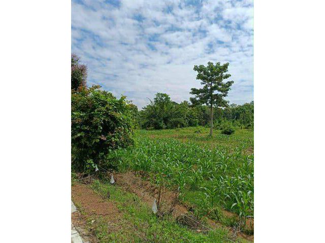 ที่ดินสวย 120 ตรว. ไว้ปลูกบ้าน อ.เกาะคา ลำปาง ราคา 145,000 บาท