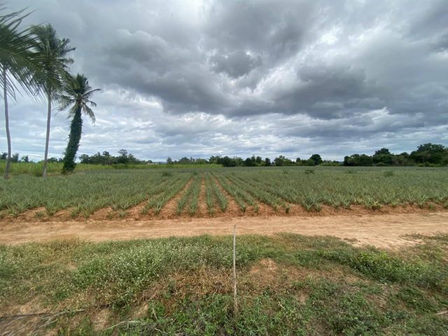 ขายที่ดิน 8 ไร่ บ้านหนองไผ่ ต.ทับใต้ อ.หัวหิน จ.ประจวบคีรีขันธ์