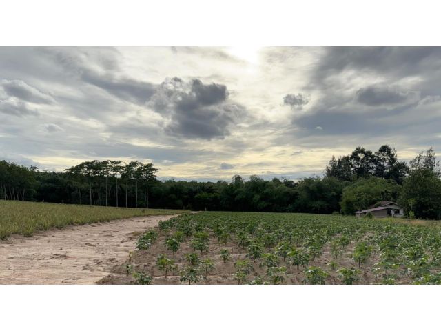 ขายที่ดิน 14 ไร่ ซอยมาบยางพร 3 ต.มาบยางพร อ.ปลวกแดง จ.ระยอง
