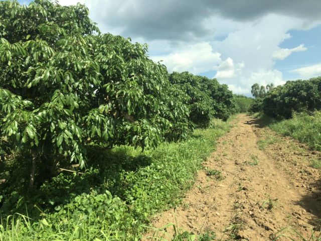ขายที่ดินพร้อมสวนผลไม้ 96 ไร่ ติดถนนสายจันทบุรี-สระแก้ว อ.เขาสอยดาว จ.จันทบุรี
