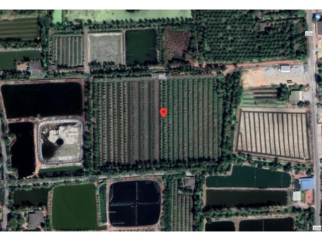 ขายที่ดิน สวนฝรั่ง เนื้อที่ 20-1-70 ตารางวา