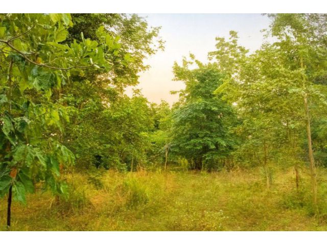 ขายที่ดินบ้านนาคตแพะ ป่าตันแม่ทะลำปางป่าตันแม่ทะลำปาง