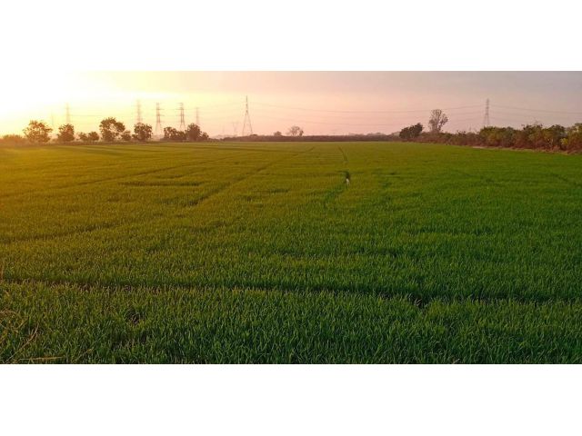 ขายที่ดิน 80 ไร่ ต.หันตะเภา อ.วังน้อย จ.พระนครศรีอยุธยา ขายถูกเท่าราคาประเมิน