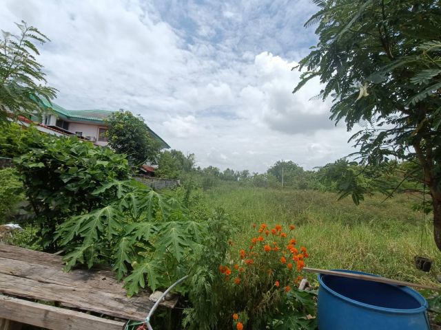 ขายที่ดิน 97 วา ด่วน บางเดื่อ อ.เมืองปทุม ใกล้ถนนตัดใหม่