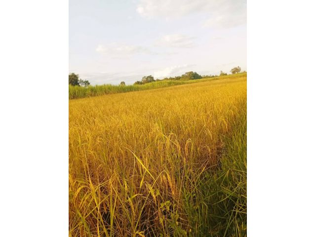 ขายที่ดิน 8 ไร่ ยกแปลง ต.นากอก อ.ศรีบุญเรือง จ.หนองบัวลำภู