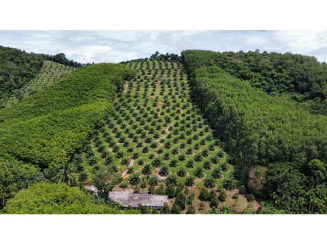 ขายสวนยาง​ ปาล์ม​ ทุเรียน​ หมาก​ 103​ ไร่​ติดถนนเพรชเกษม​ที่สวยมากๆ