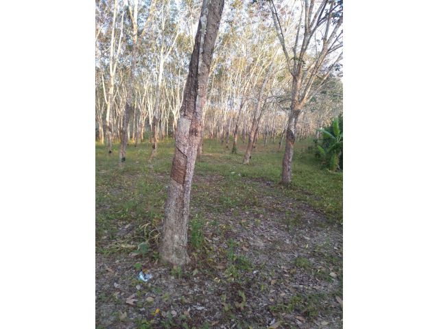 ขายที่ดิน พร้อมสวนยาง ตัดได้แล้ว ต.หินดาด อ.ทองภาภูมิ จ.กาญจนบุรี เนื้อที่ 15 ไร่ ราคา 4.5 ล้านบาท