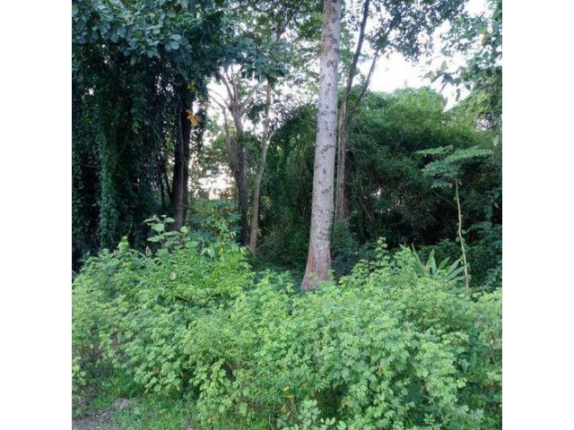 ขายที่นา41ตรมีบ้านอยู่ใกล้เห็นทิวเขามีไฟฟามีน้ำประปาติดถนนลาดยางบ้านหัวทุ่งตำบลพระบาทอำเอเมืองลำปางห่างตัวเมืองลำปางไป7ก