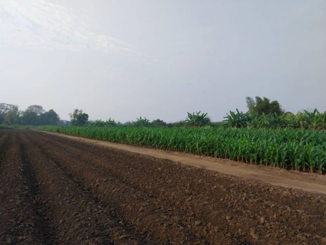 ที่ดิน 2 ไร่ แนวคันทรี เจ้าของมาเอง