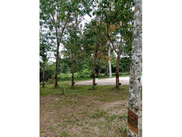 ขายสวนยาง 22 ไร่ (แถมฟรีบ้านพร้อมที่ดิน 150 ตรว.)