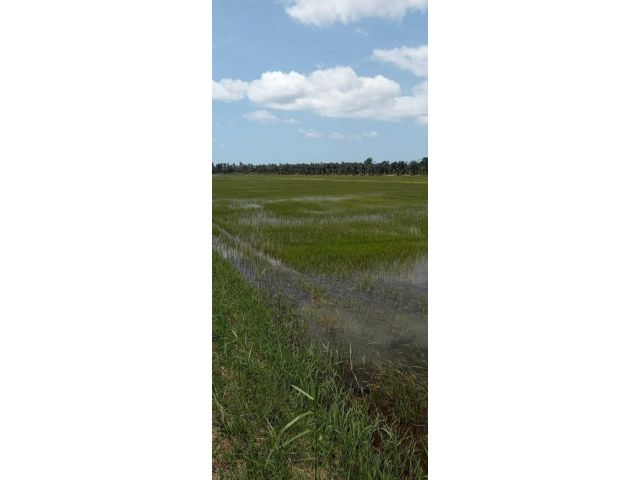 ขายด่วนที่นาปรับเรียบสวยๆ ติดคลองส่งน้ำ โฉนด 3 แปลง ติดถนนลาดยาง 48 ไร่เศษๆ ต.กุยเหนือ อ.กุยบุรี จ.ประจวบคีรีขันธ์ ขายไร่ละ 200,000