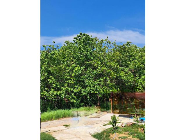 ขายด่วน ที่ดินสวนสัก 2 ไร่ เอกสารโฉนด อ.ท่าปลา จ.อุตรดิตถ์ ราคา 1.5ล้าน รวมค่าโอนค่าภาษี