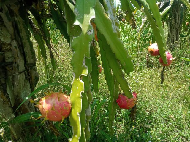 ที่ดินอ.ภูเรือ โฉนดติดลำห้วย ดินดี ใกล้ถนนลาดยาง บรรยากาศดีการปลูกพืชทุกชนิด ไร่ละ 190000
