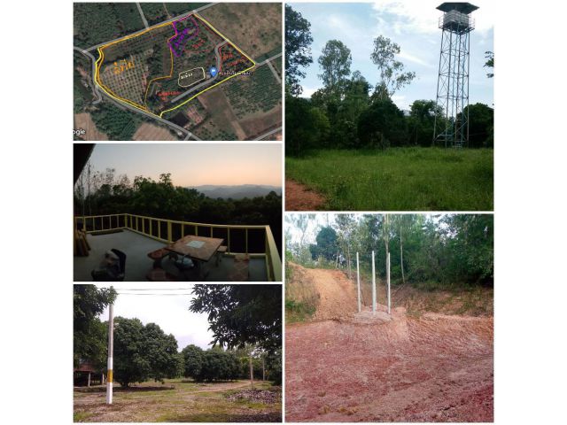 สวนลิ้นจี่ ไม้ยืนต้น เจริญราษฎร์