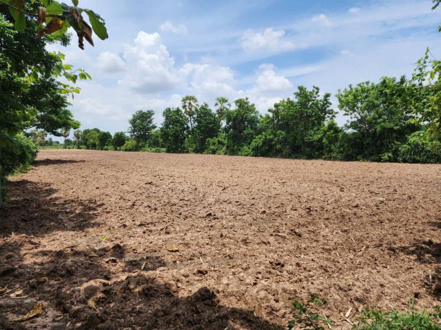 L1124 ที่ดินแบ่งขาย 5 ไร่ โนนไทย นครราชสีมา