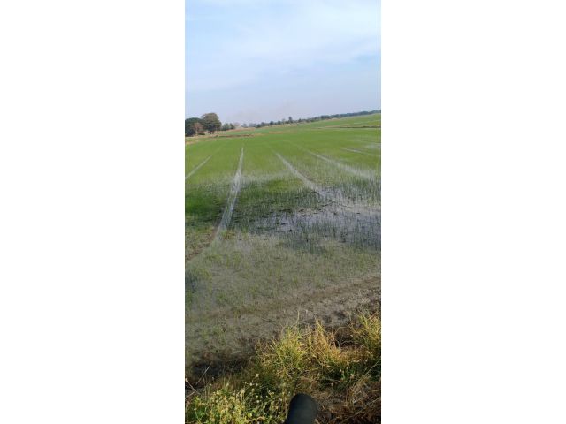 ขายที่ดิน 6ไร่ เหมา1.2ล้าน ติดถนน+คลอง อ.กำแพงแสน จ.นครปฐม.เหมาะทำบ้านพัก/สวน/เลี้ยงกุ้งปลา.ขายถูกสุดๆ