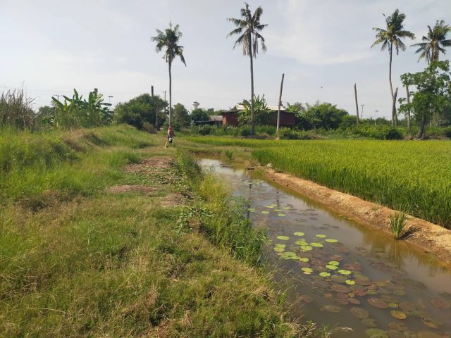 ขายที่ดิน13ไร่ ไร่ละ380000-ติดถนนลาดยาง+คลอง อ.กำแพงแสน จ.นครปฐม.เหมาะทำบ้านพัก/สวน/ห้องเช่า/ที่จัดสรรใก้ลถนน321/3231