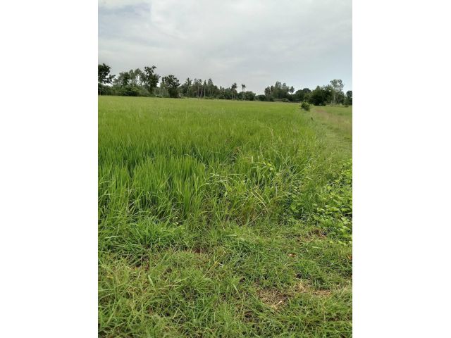 L1127 ขายที่นา 11 ไร่ โพธาราม ราชบุรี