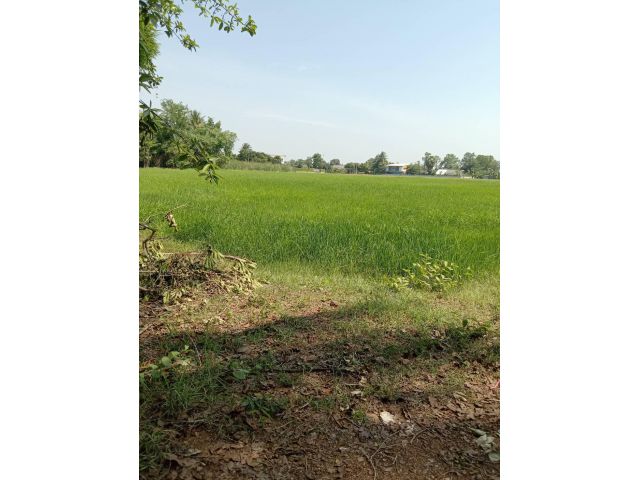 L1128 ขายที่นา บรรยากาศดี 13 ไร่ บ้านโป่ง ราชบุรี