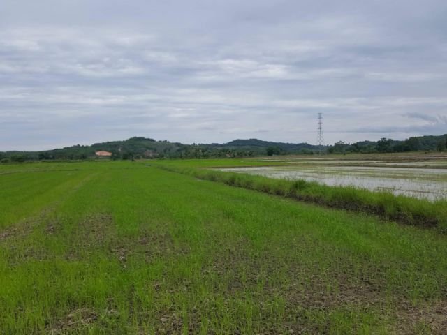 ขายที่ดิน ต.จอมสวรรค์ อ.แม่จัน จ.เชียงราย ติดถนน4 เลน แม่จัน-เชียงแสน