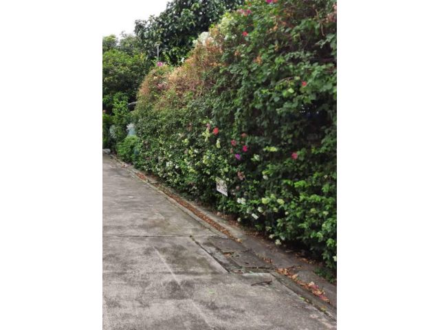 ขายที่ดิน ถนนสุขุมวิท101/1 วชิรธรรมสาทิต 105 ตร.ว แปลงสี่เหลี่ยม เข้าจากถนนสุขุมวิทนิดเดียว